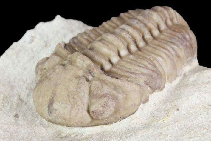 Detailed, Long Kainops Trilobite - Oklahoma #95683